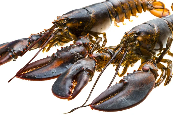 Raw lobster — Stock Photo, Image