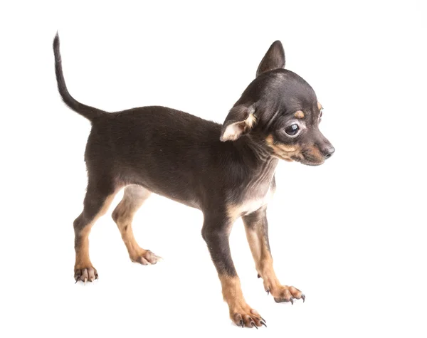 Terrier brinquedo russo, isolado em um fundo branco — Fotografia de Stock