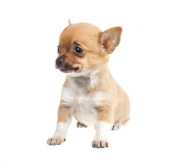 Chihuahua — Stock Fotó