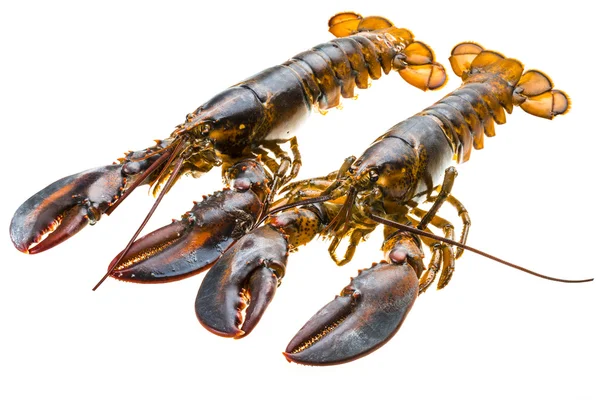 Raw lobster — Stock Photo, Image