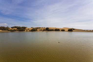 maspalomas dunas vahası