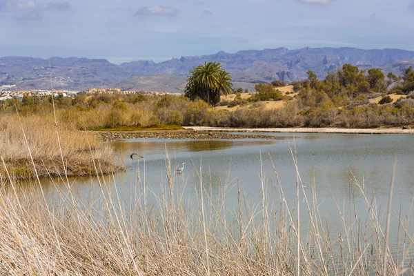 Oasi a Maspalomas Dunas — Foto Stock