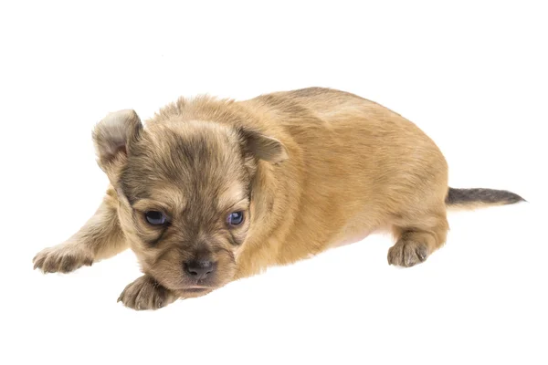 Chihuahua pup — Stockfoto