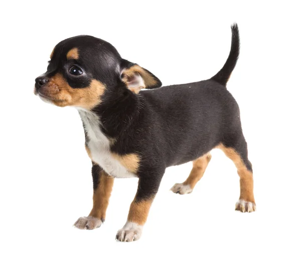 Kort hår chihuahua valp framför en vit bakgrund — Stockfoto