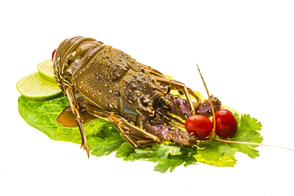 Homards épineux crus — Photo