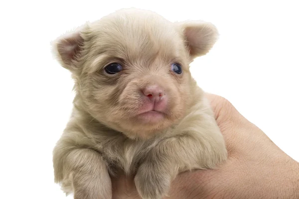 Cãozinho Chihuahua — Fotografia de Stock