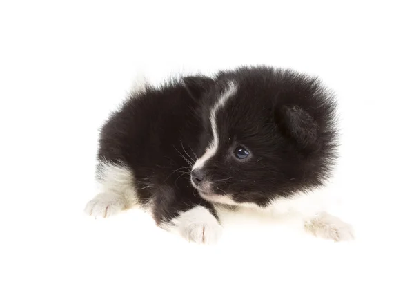 Retrato de spitz da Pomerânia — Fotografia de Stock