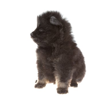 pomeranian spitz portresi