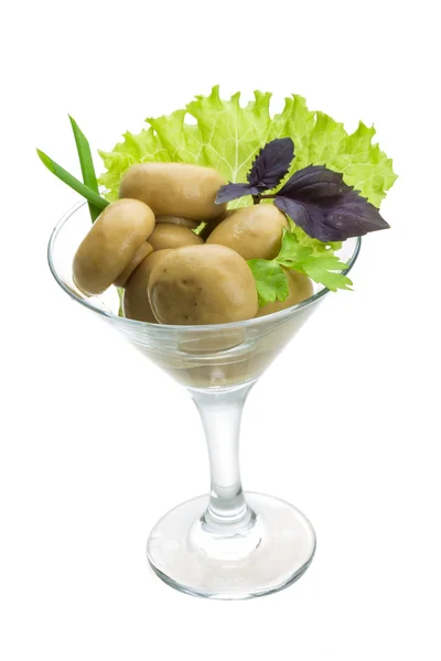 Rijp verse champignon — Stockfoto