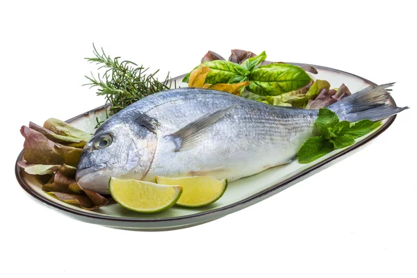 Fresh raw dorada — Stock Photo, Image