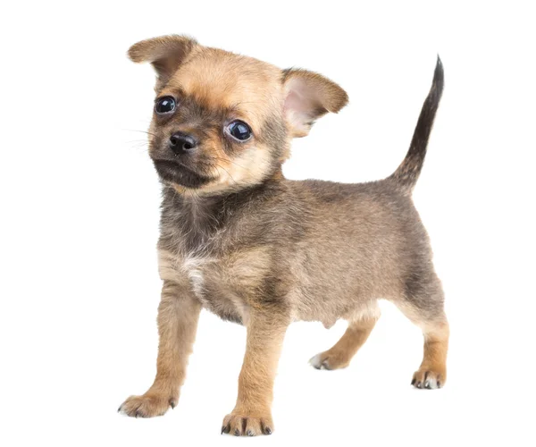 Chihuahua — Stockfoto