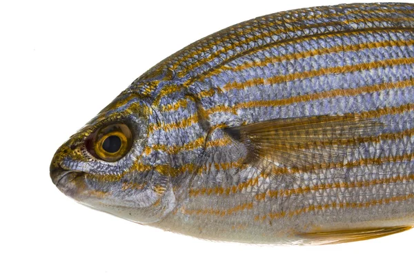 サレマ ポーギー - sarpa 魚します。 — ストック写真