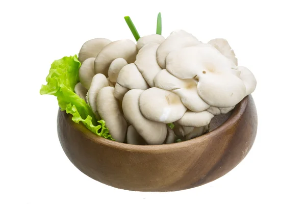 Fresh Fungus — Stock Photo, Image