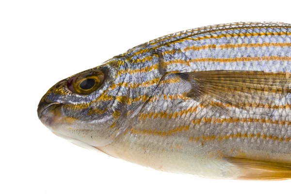 Salema porgy - Sarpa-Fisch — Stockfoto