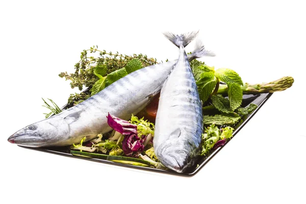 Friss Atlanticmackerel — Stock Fotó