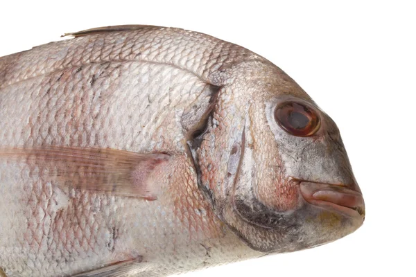 Raw porgy — Stock Photo, Image