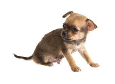 Chihuahua