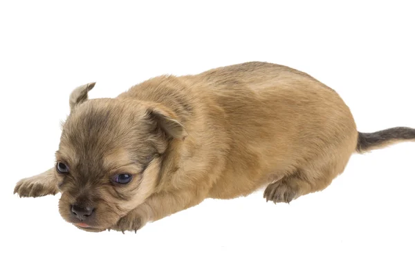 Chihuahua pup — Stockfoto