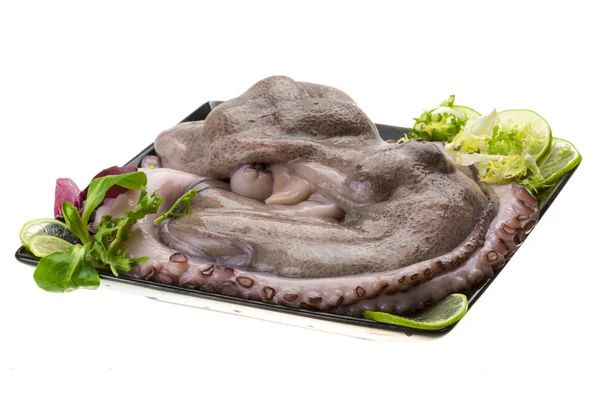 Raw large octopus — Stock Photo, Image