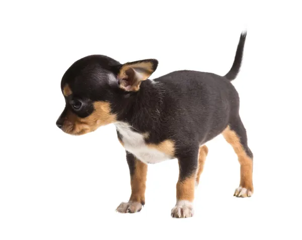 白い背景の前に短い毛のChihuahua子犬 — ストック写真