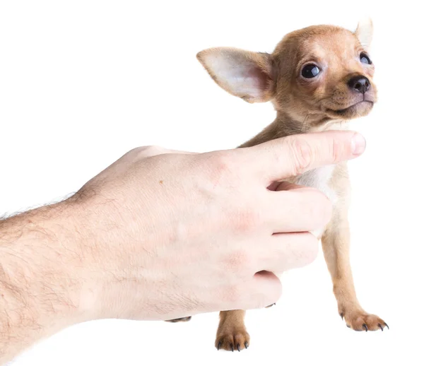 Cucciolo chihuahua dai capelli corti davanti a uno sfondo bianco — Foto Stock