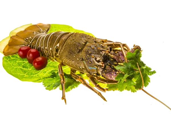 Homards épineux crus — Photo