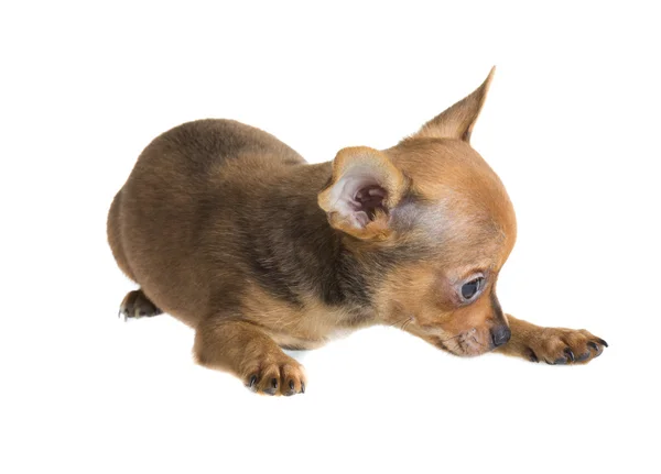 Cachorro chihuahua de cabelos curtos na frente de um fundo branco — Fotografia de Stock