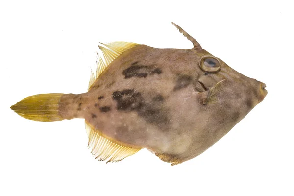 Fisk pesce san pietro — Stockfoto