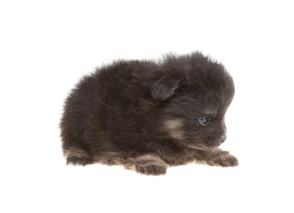 Pomeranian spitz portresi — Stok fotoğraf