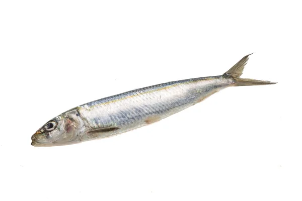 Taze ringa balığı — Stok fotoğraf