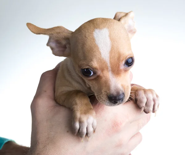 Chihuahua — Fotografia de Stock