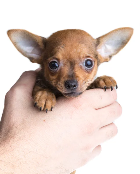 Cucciolo chihuahua dai capelli corti davanti a uno sfondo bianco — Foto Stock