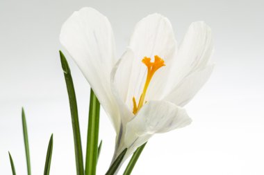 Crocus ilkbahar çiçeği