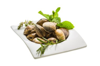 İspanyol yumuşakça - almeja