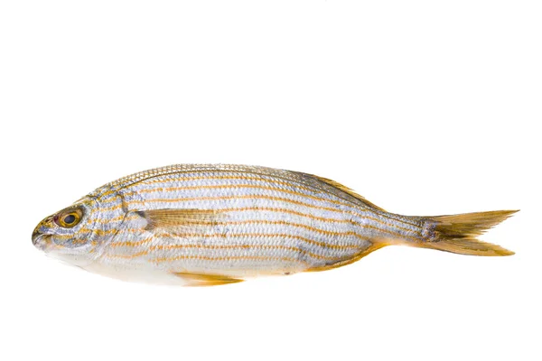 Salema porgy - peixe sarpa — Fotografia de Stock