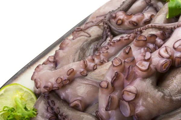 Raw large octopus — Stock Photo, Image