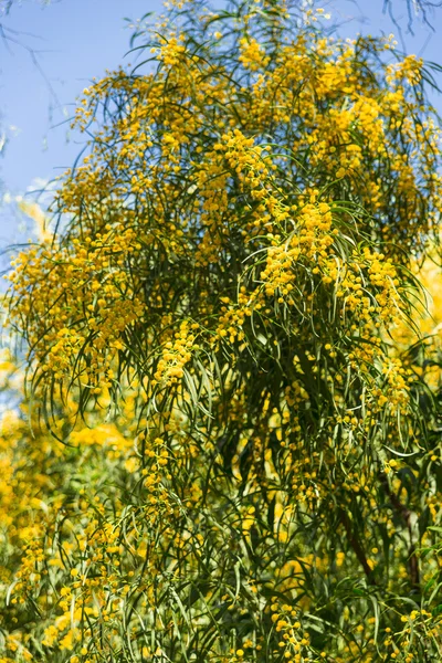 Arbre Mimosa — Photo