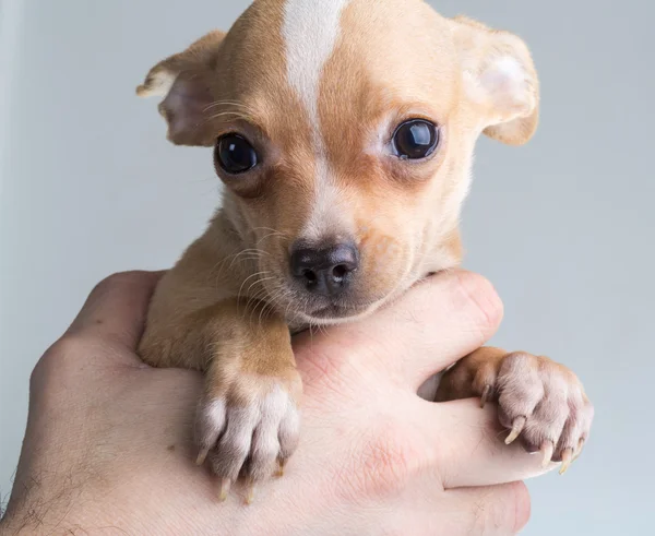 Chihuahua — Stockfoto