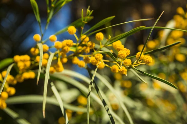 Mimosa strom — Stock fotografie