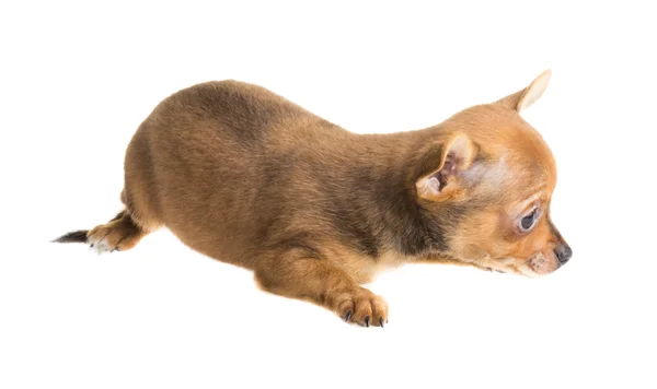 Cachorro chihuahua de pelo corto delante de un fondo blanco —  Fotos de Stock