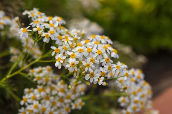 Camomile — Stock Photo, Image