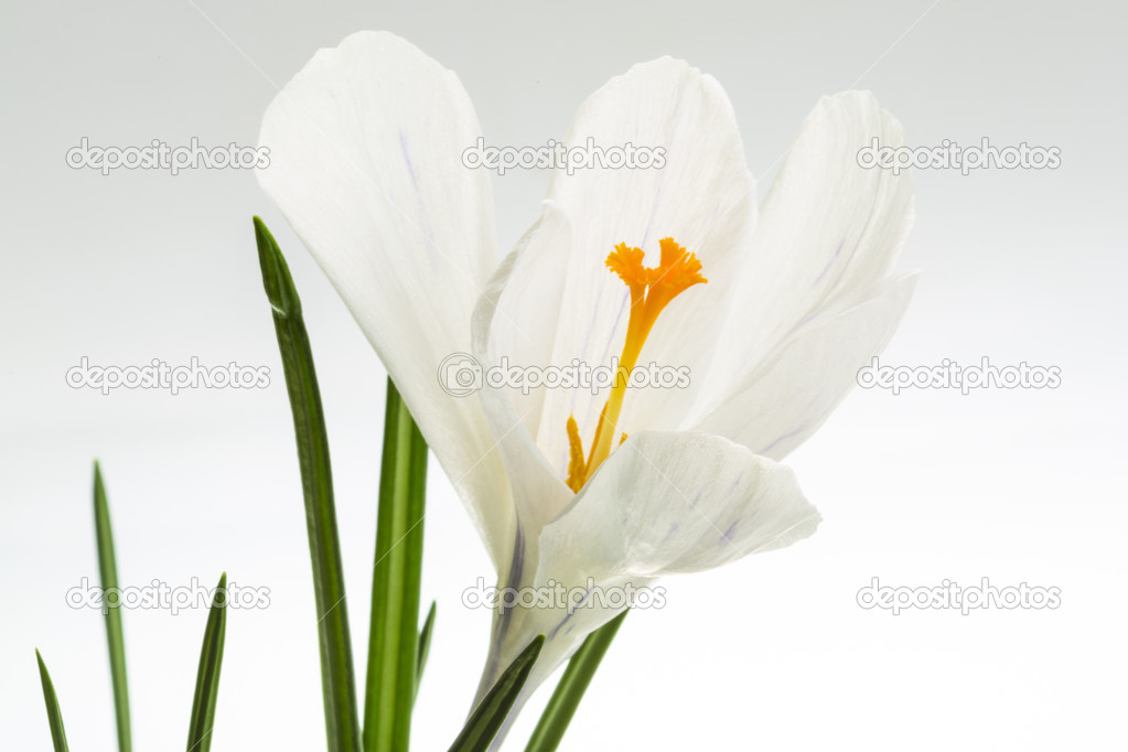 Crocus spring flower