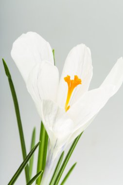 Crocus ilkbahar çiçeği
