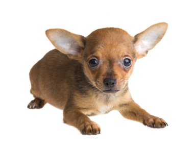 Beyaz arka planda kısa saçlı bir chihuahua köpeği.