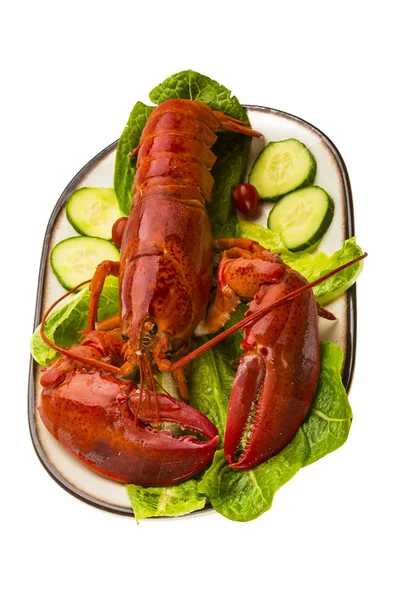 Grand homard — Photo