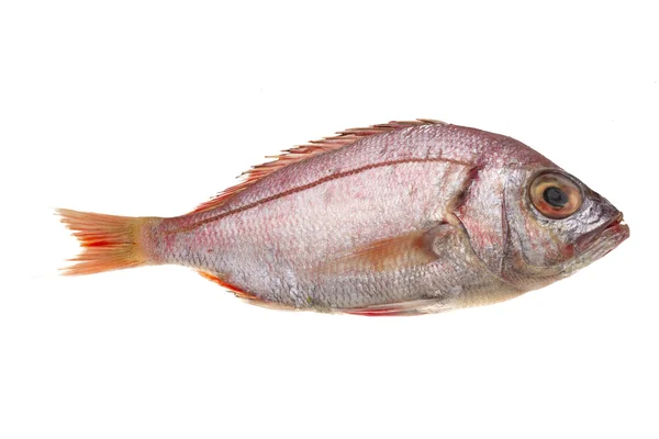 Raw Sea Perch — Stock Photo, Image