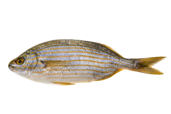 Salema porgy - pez sarpa —  Fotos de Stock