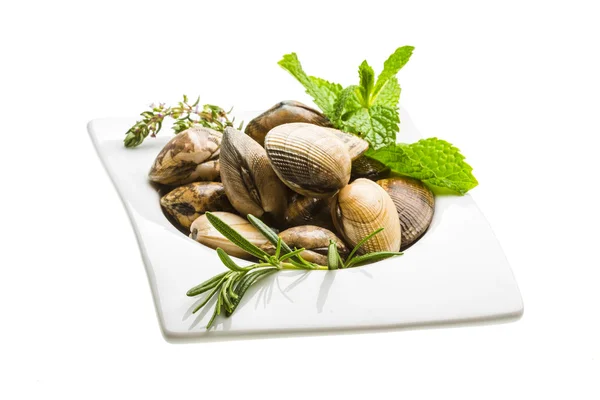 Mollusco spagnolo - Almeja — Foto Stock