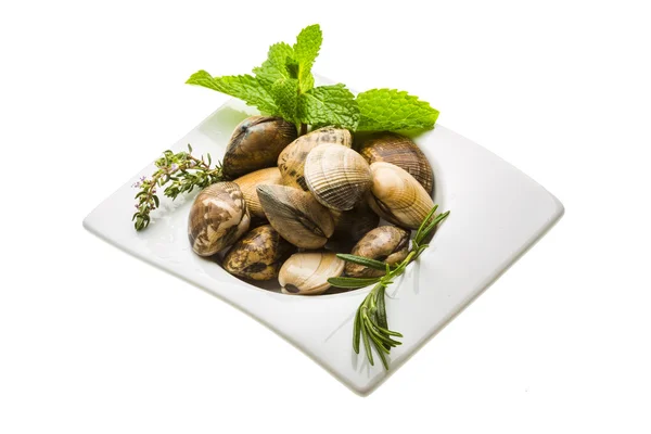 Mollusco spagnolo - Almeja — Foto Stock