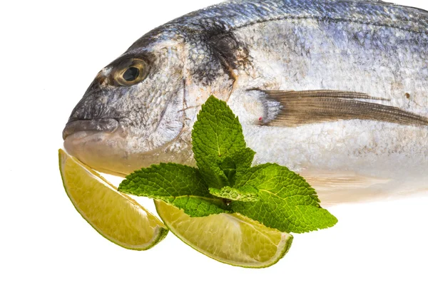 taze çiğ dorada